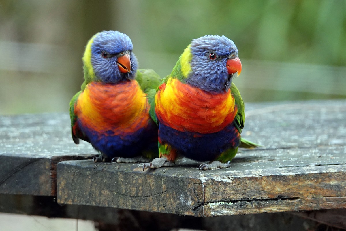 Rainbow Lorikeet - Romuald Mikusek