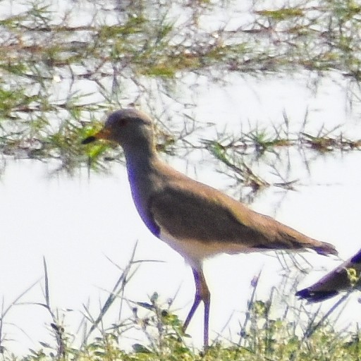 Gray-headed Lapwing - Robin Cupp