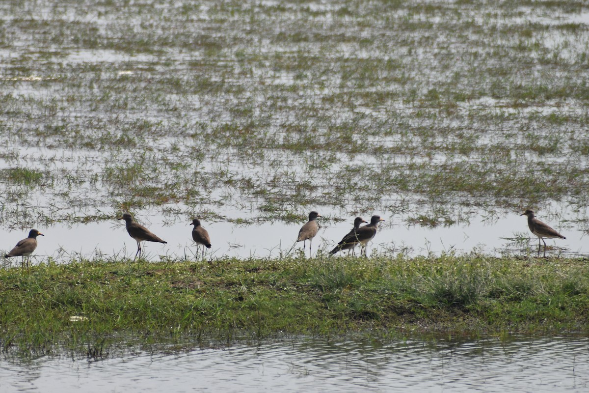 Gray-headed Lapwing - Robin Cupp