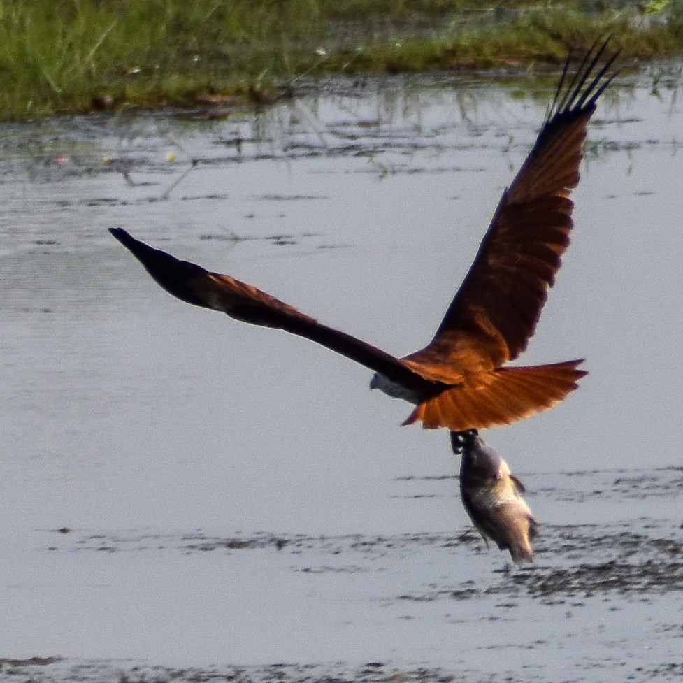 Brahminy Kite - ML613447477