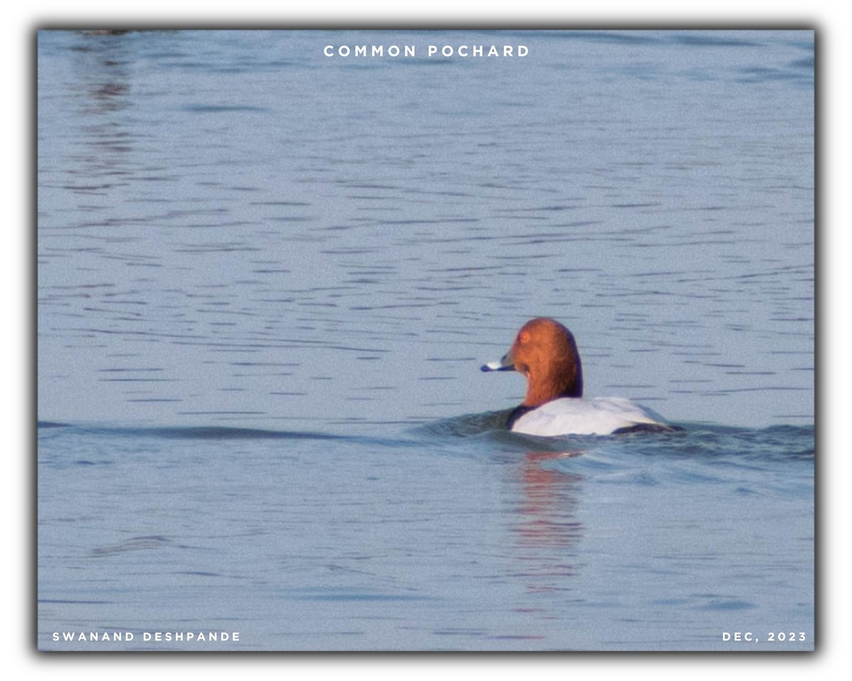 Common Pochard - ML613447492