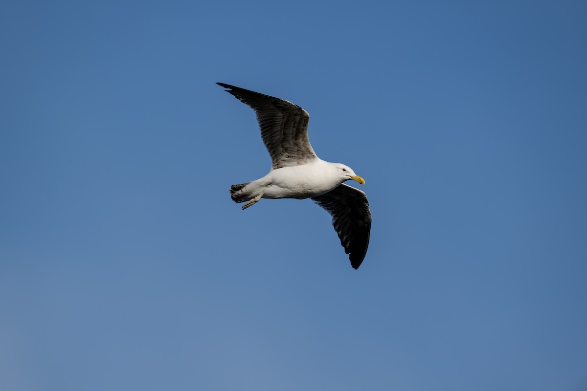 Pacific Gull - ML613447503