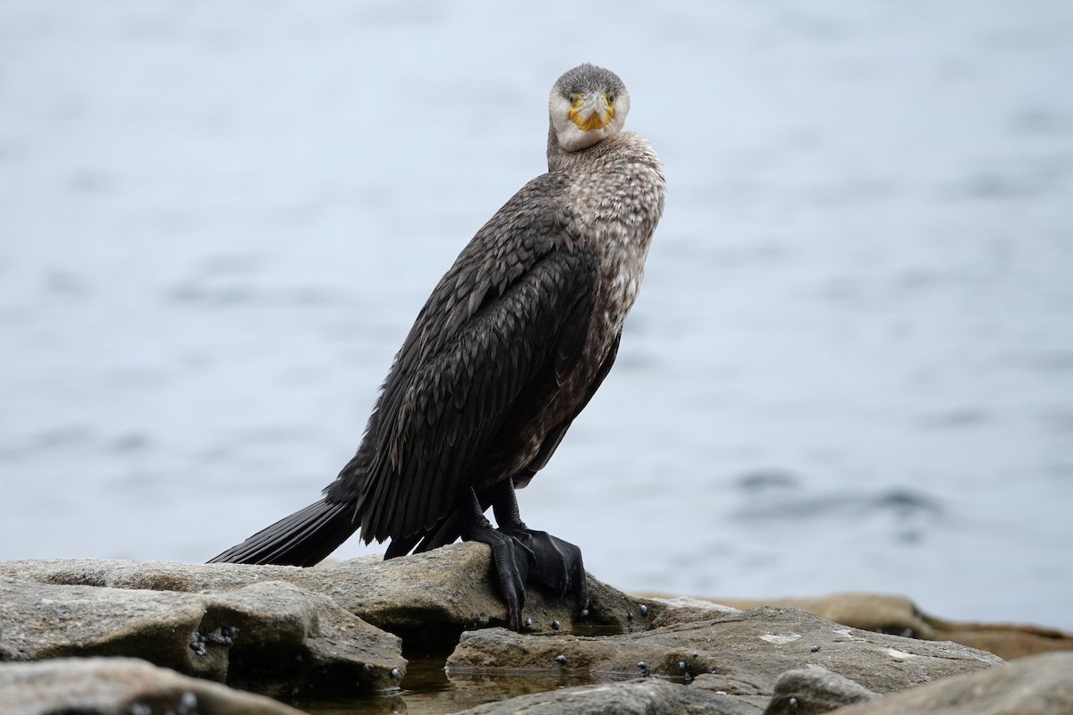 Great Cormorant - ML613447514