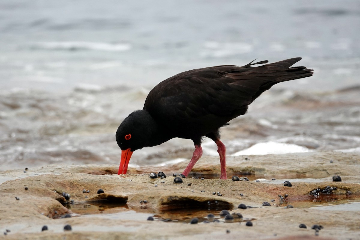 Sooty Oystercatcher - ML613447517