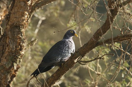 Pigeon rameron - ML613447561