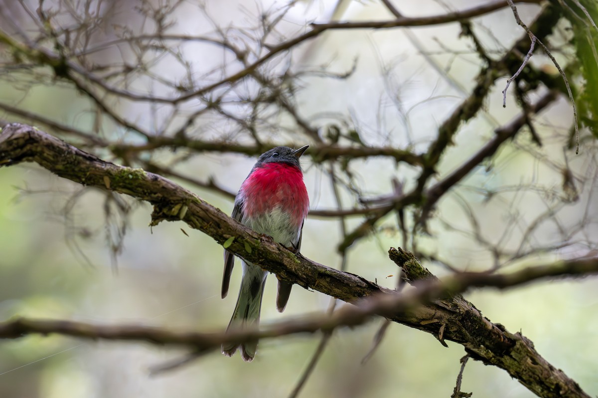 Rose Robin - ML613447568