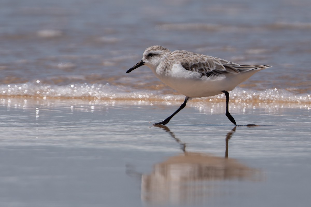 Red-necked Stint - John  Van Doorn