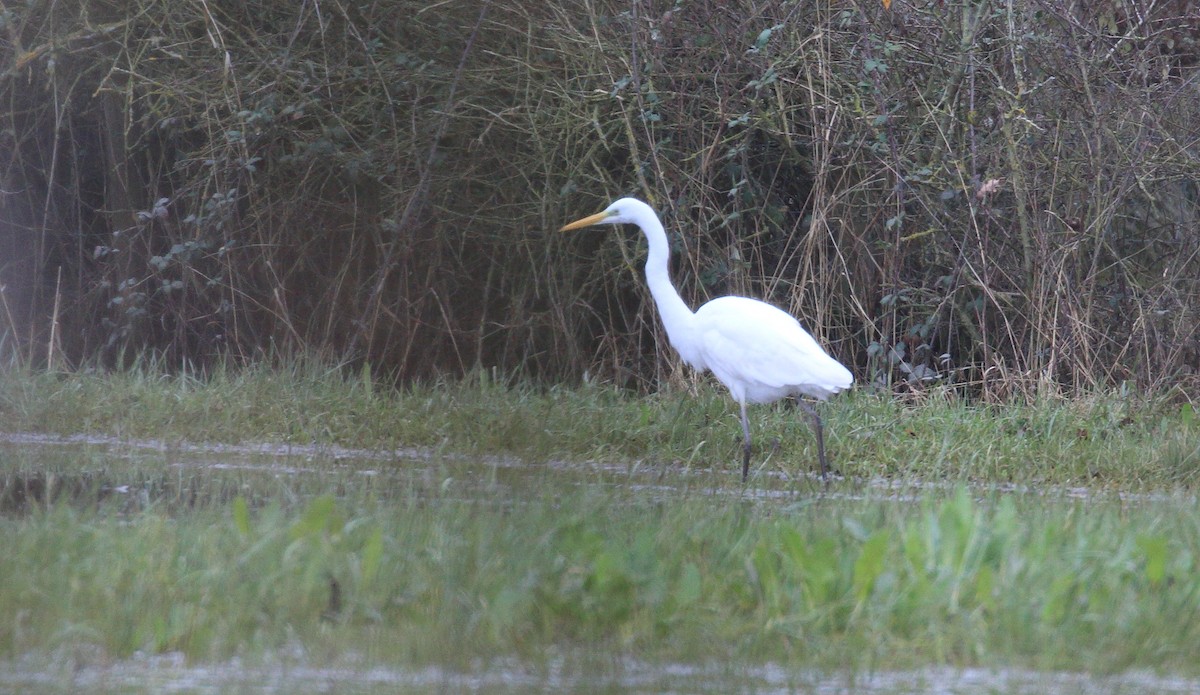 Great Egret - ML613447656