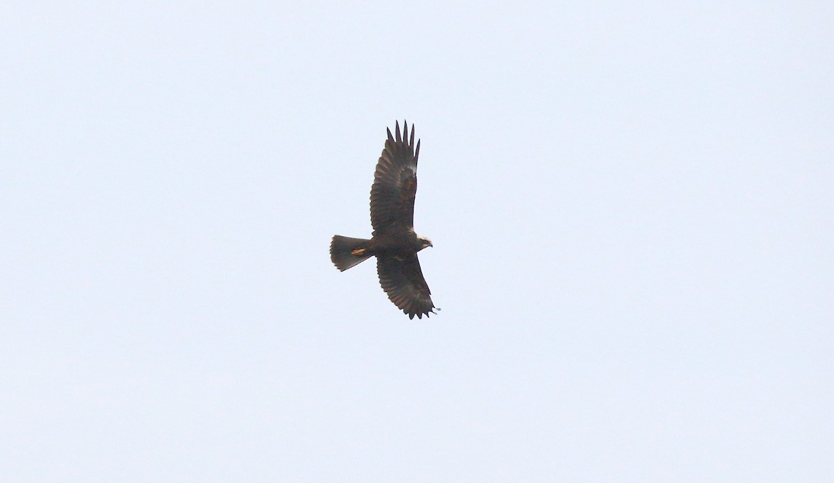 Western Marsh Harrier - ML613447657