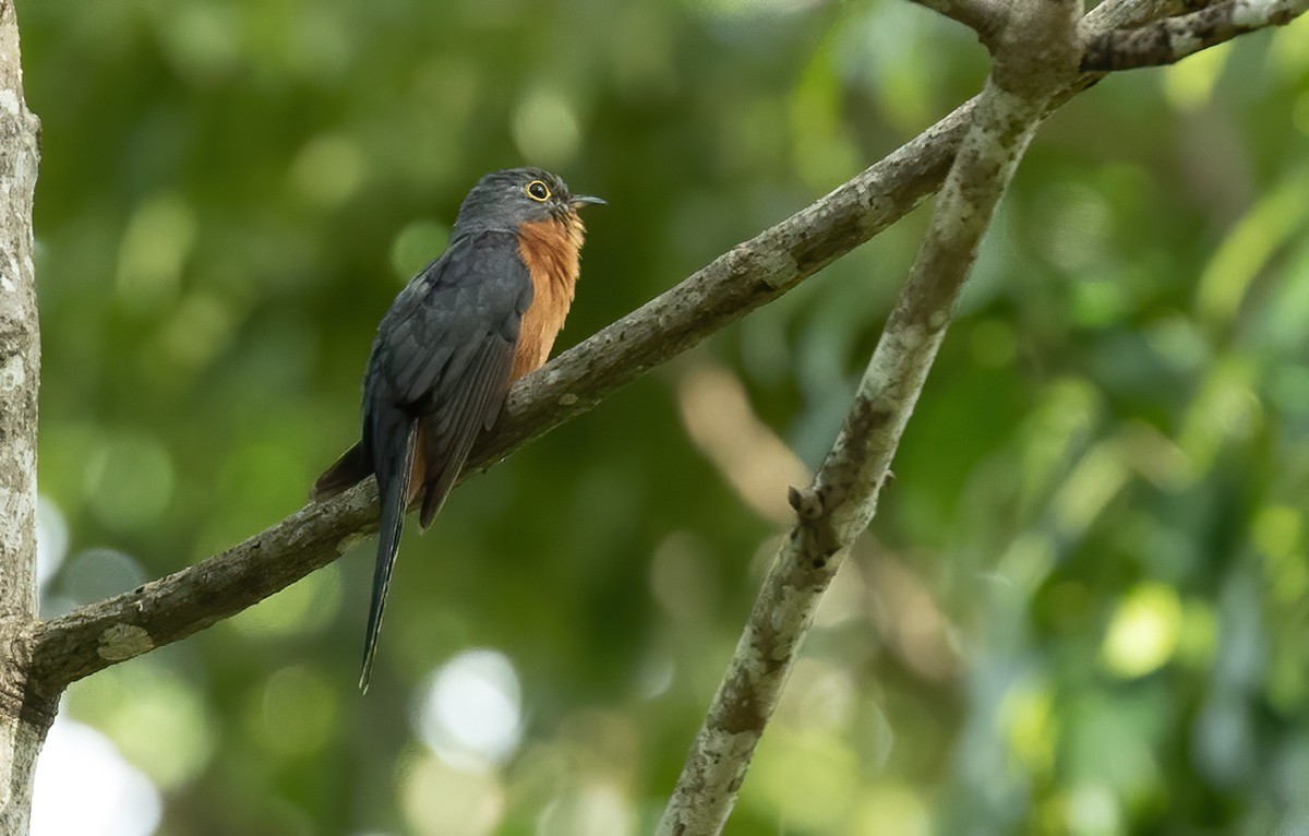 Chestnut-breasted Cuckoo - ML613447673