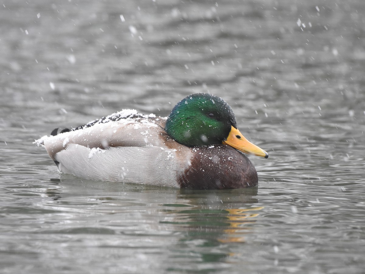 Canard colvert - ML613447760