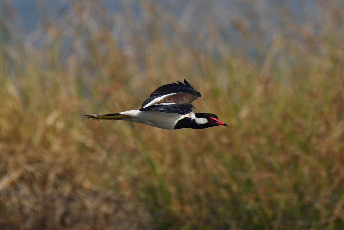 Red-wattled Lapwing - ML613447810