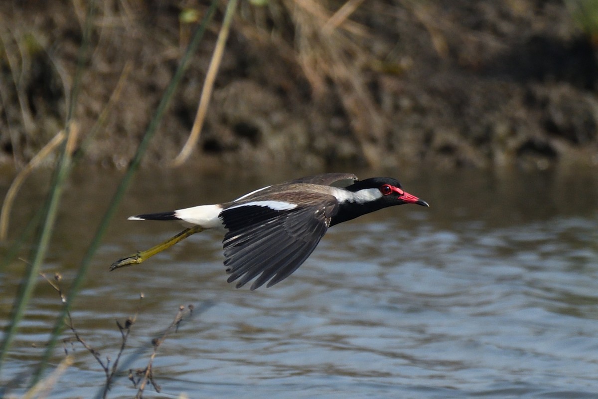 Red-wattled Lapwing - ML613447811