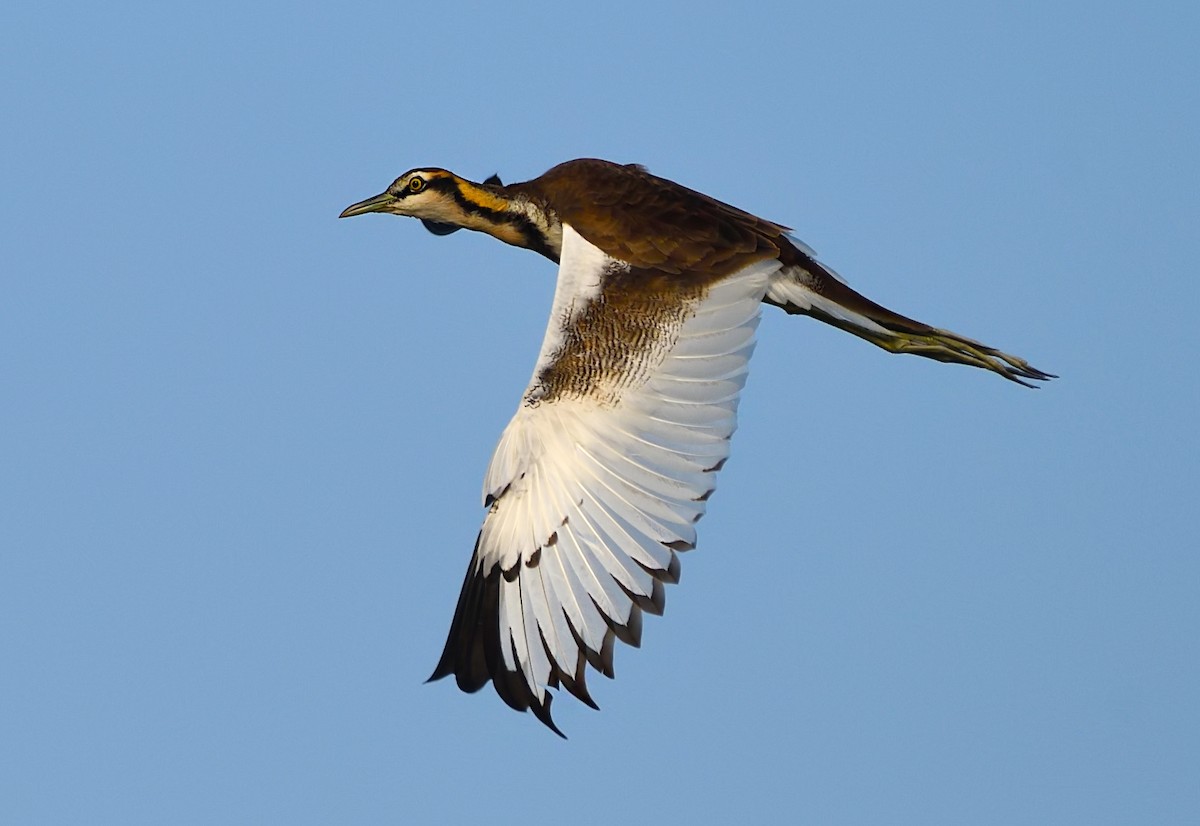 Pheasant-tailed Jacana - ML613447812