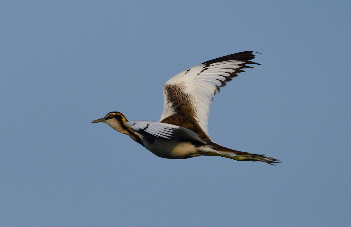 Pheasant-tailed Jacana - ML613447813