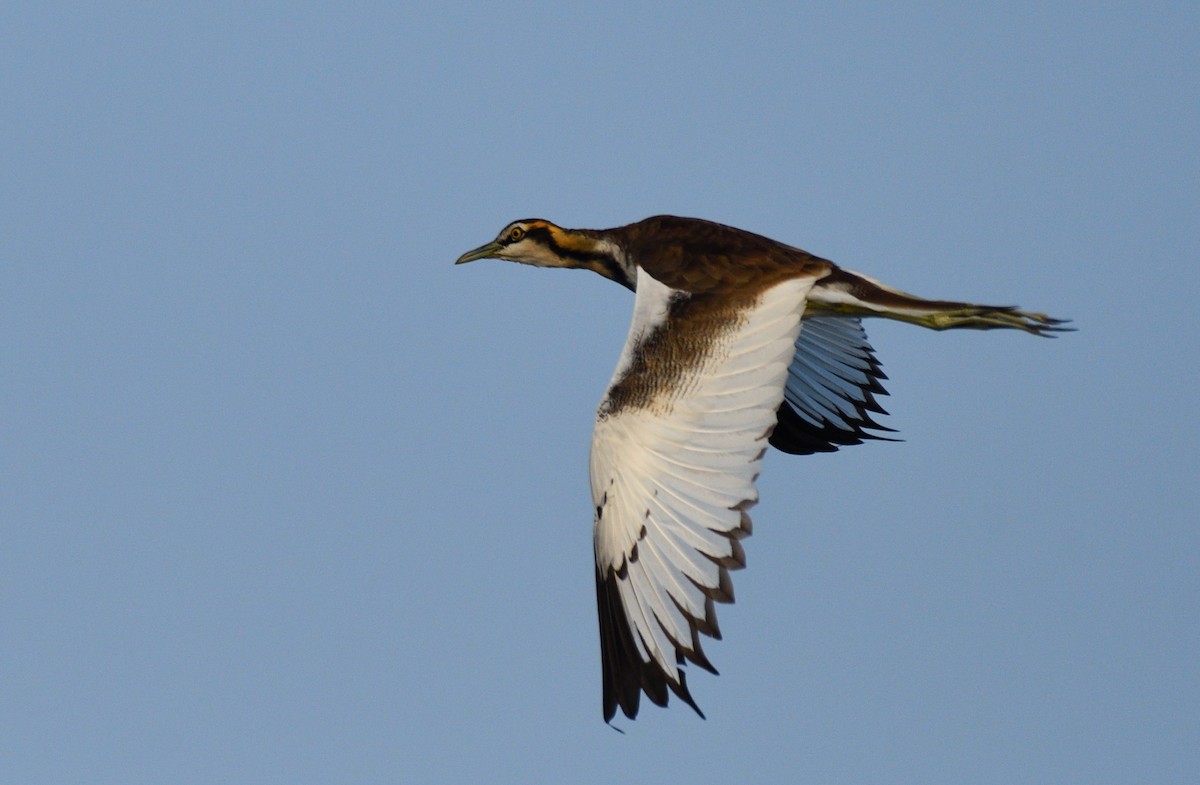 Pheasant-tailed Jacana - ML613447814