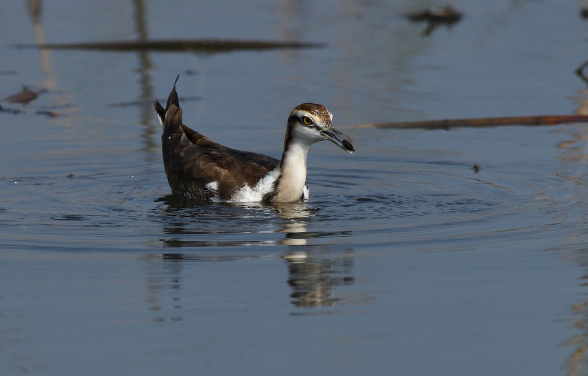 Pheasant-tailed Jacana - ML613447815