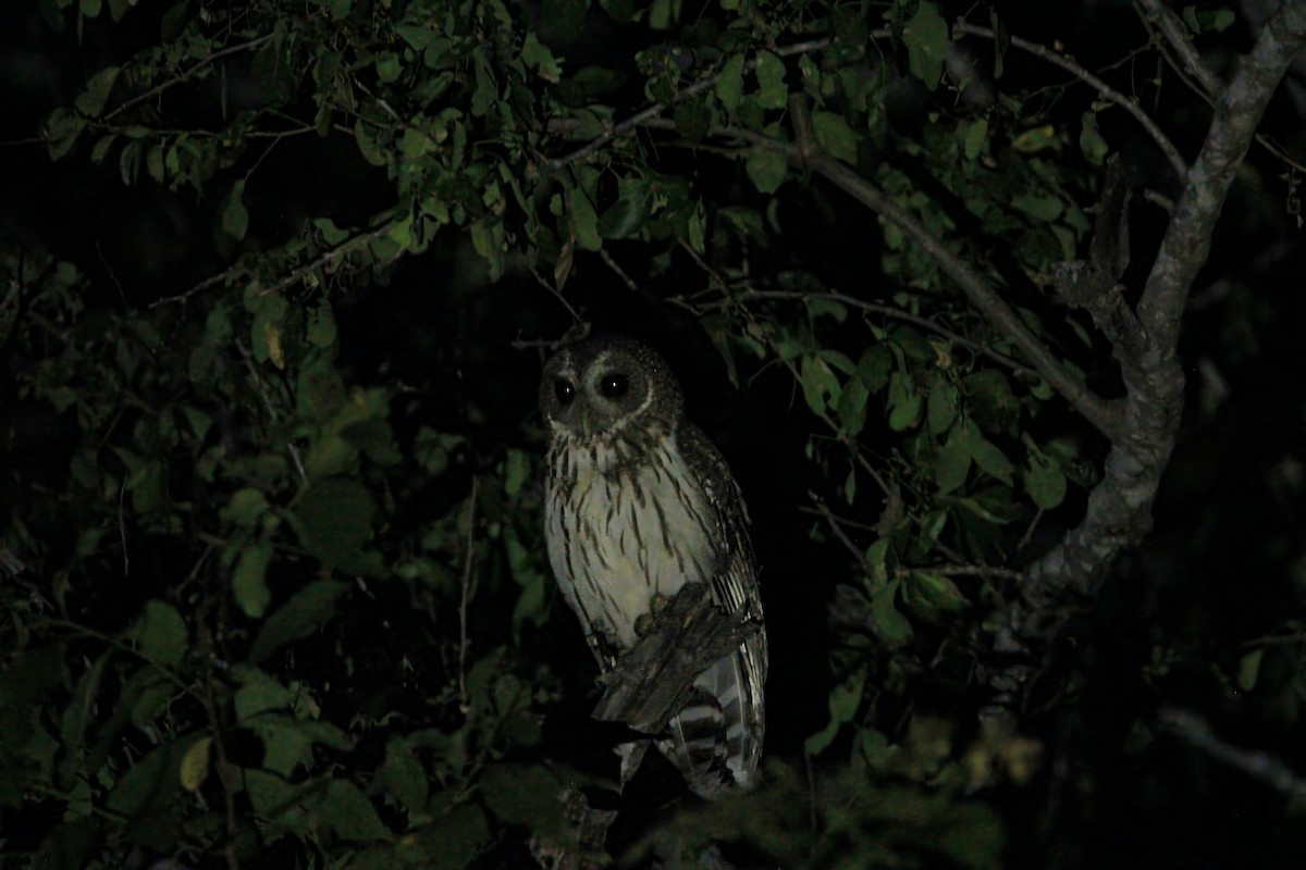 Mottled Owl (Mottled) - ML613447876
