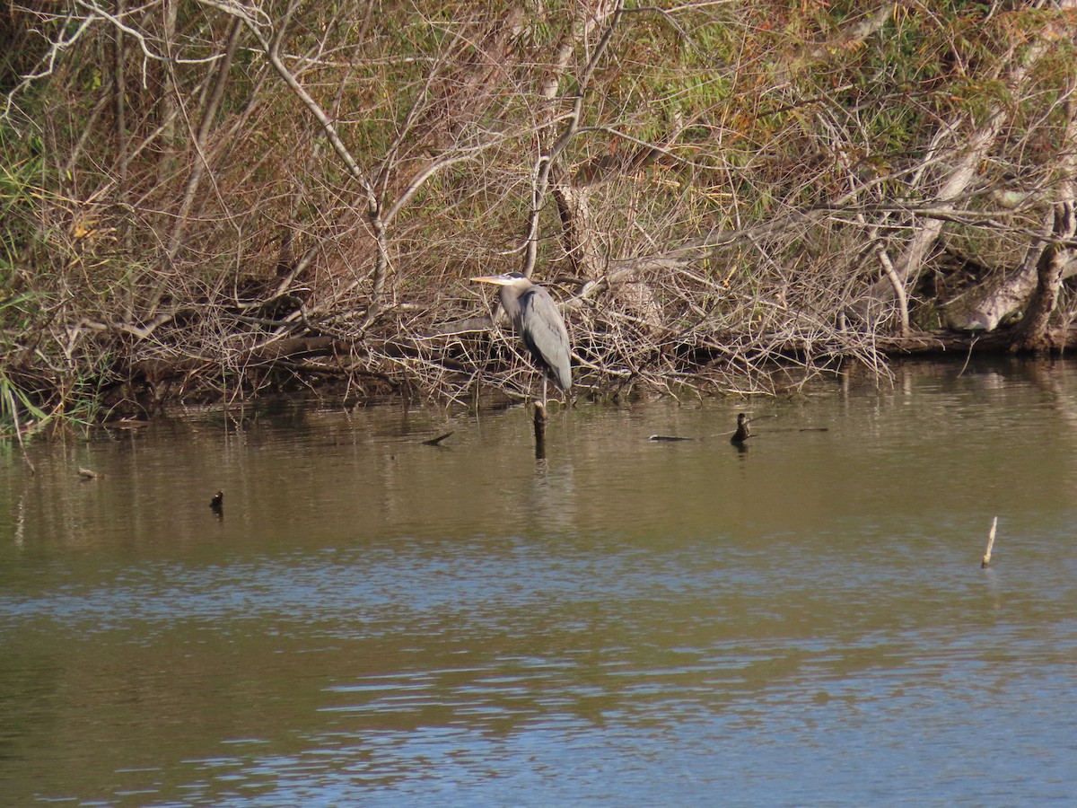 Great Blue Heron - ML613447986