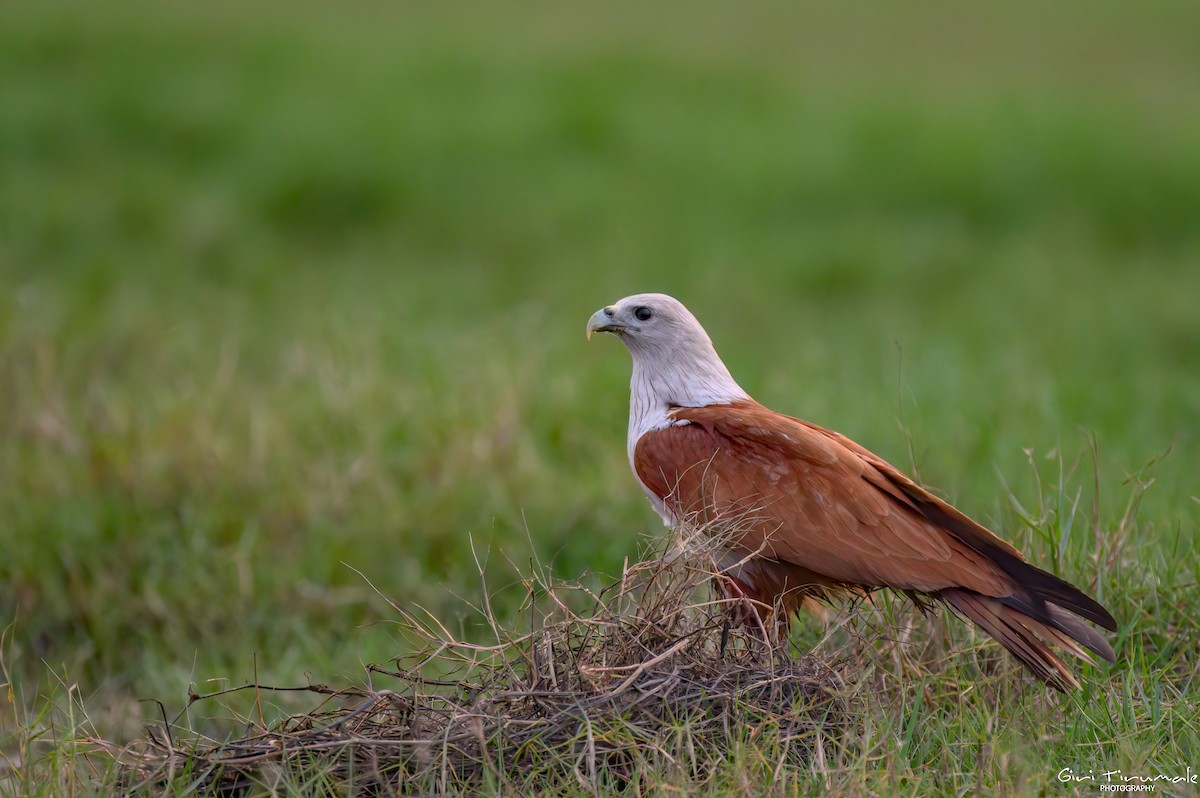 Brahminy Kite - ML613447998