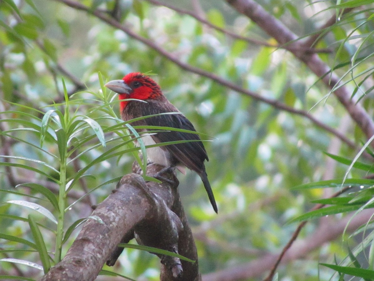 Brown-breasted Barbet - ML613448008