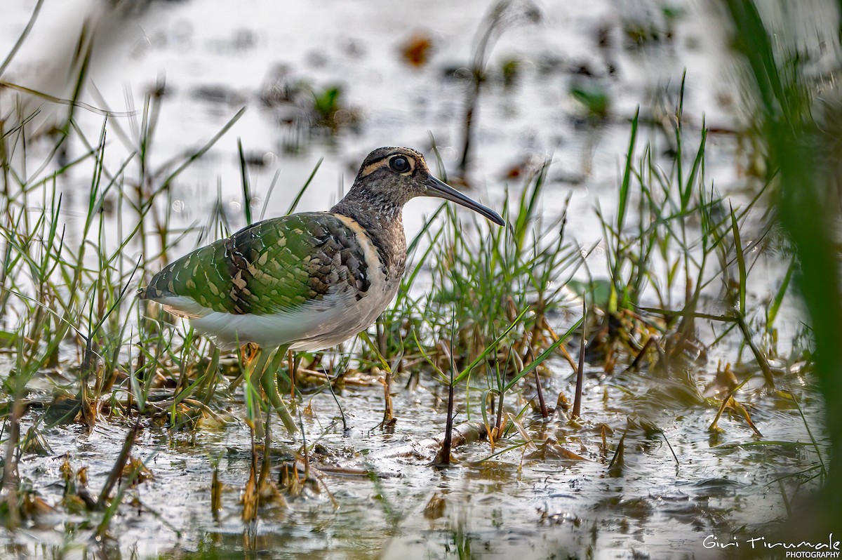 Greater Painted-Snipe - Giri Tirumale