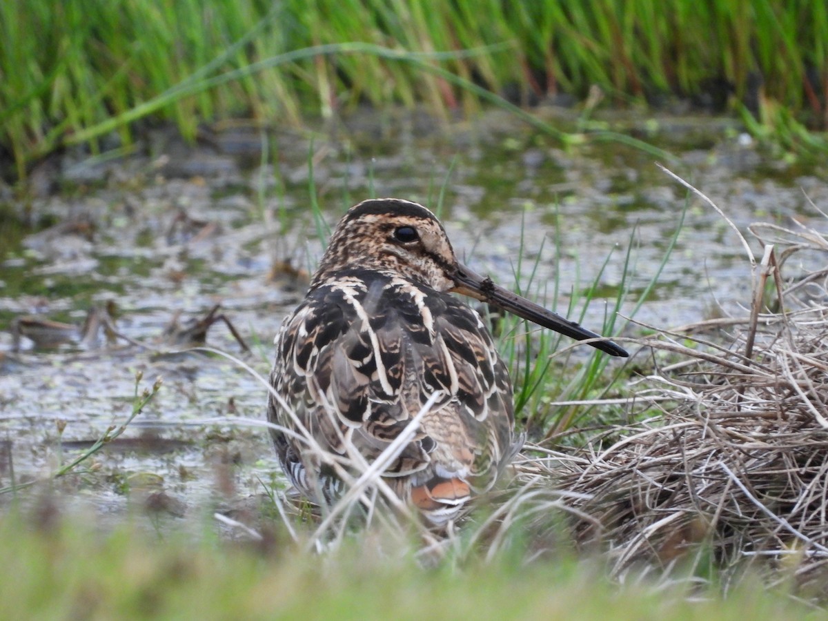 Latham's Snipe - ML613448096