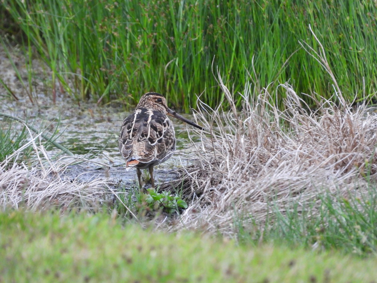 Latham's Snipe - ML613448097