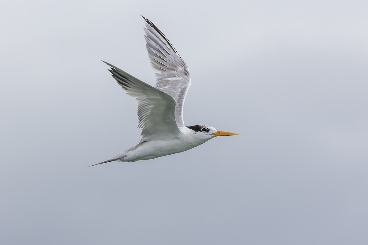 Lesser Crested Tern - ML613448100