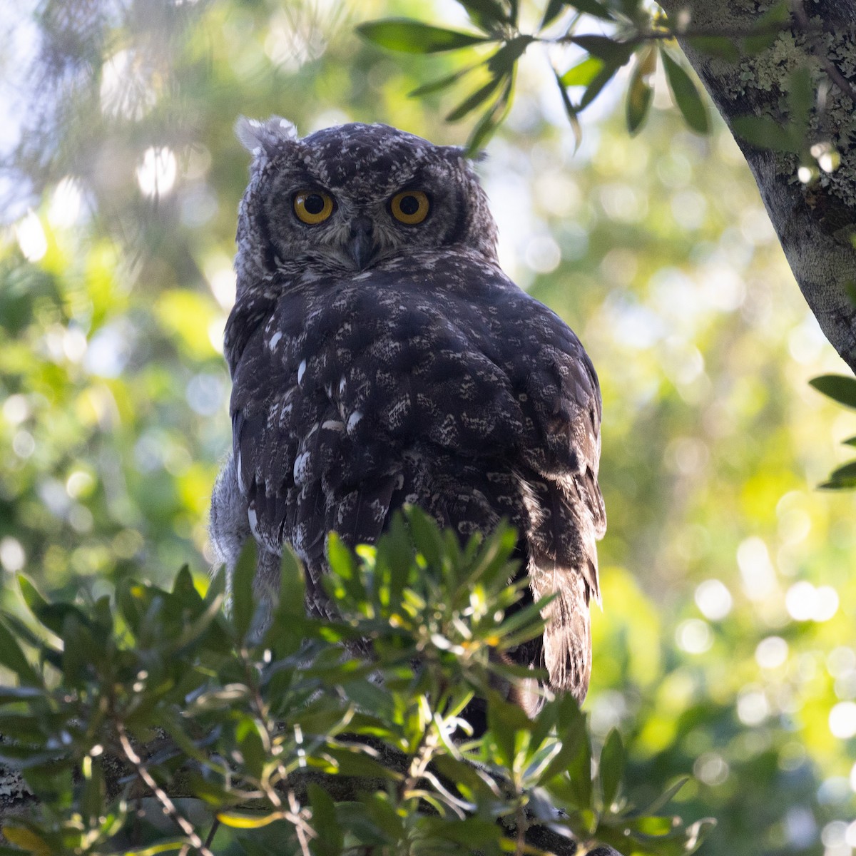 Spotted Eagle-Owl - Ian Rijsdijk