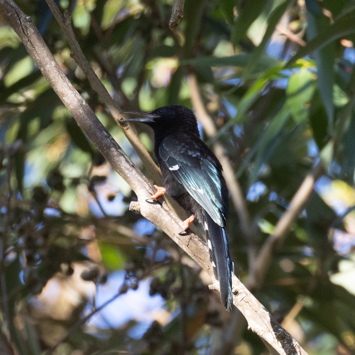 Green Woodhoopoe - ML613448142