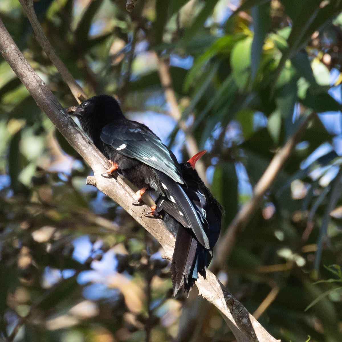 Green Woodhoopoe - ML613448153