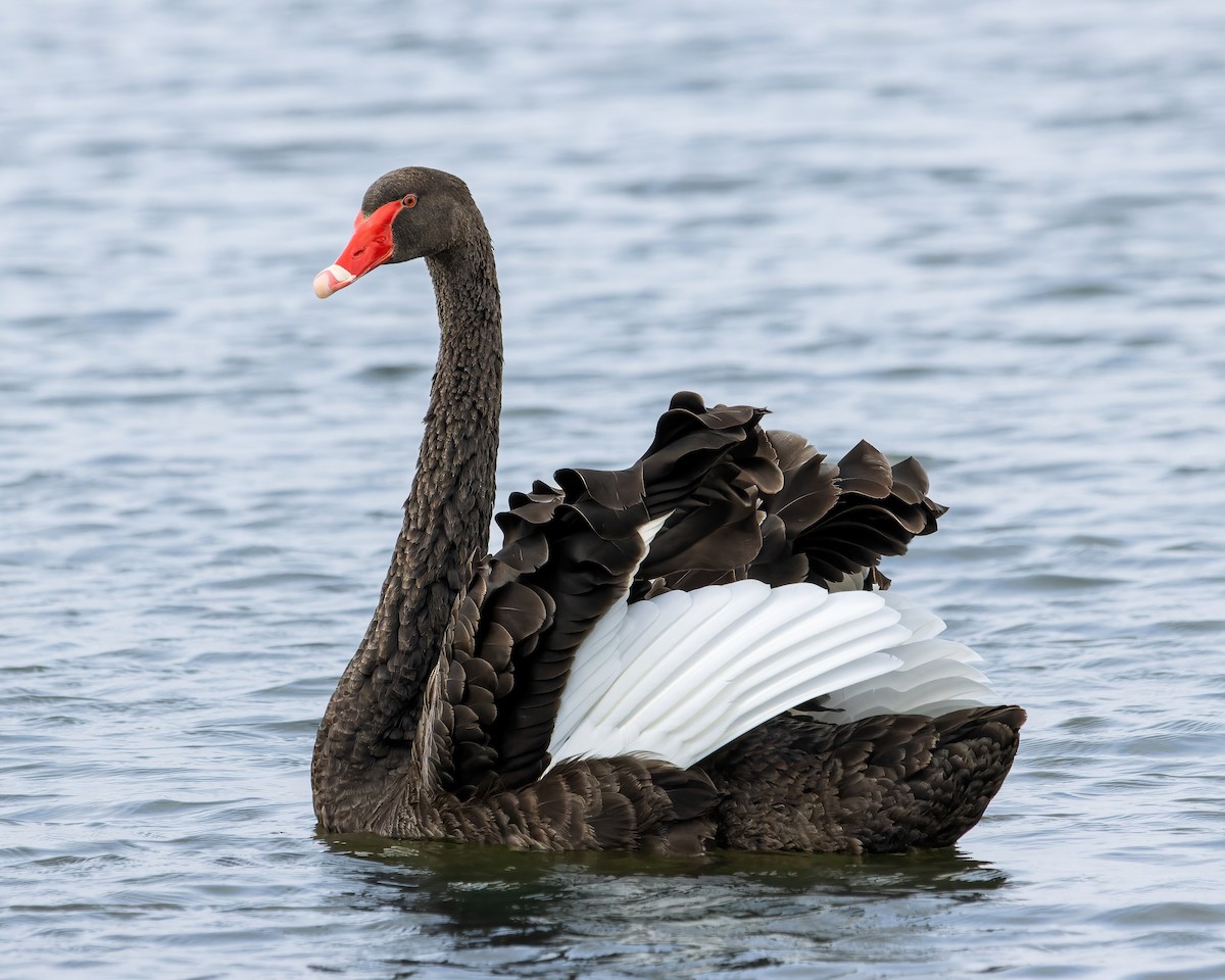 Black Swan - ML613448183