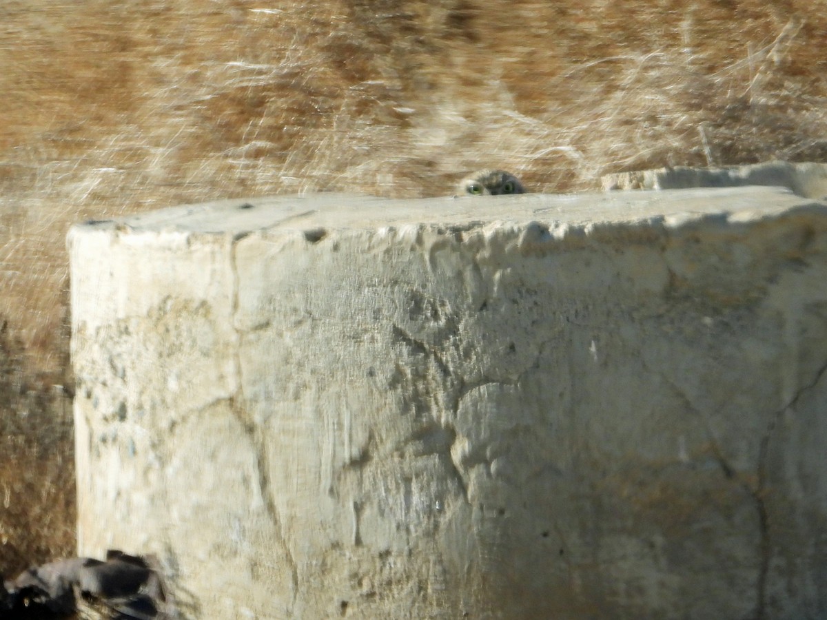 Burrowing Owl - ML613448209