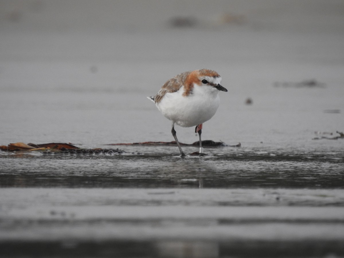 Red-capped Plover - ML613448257