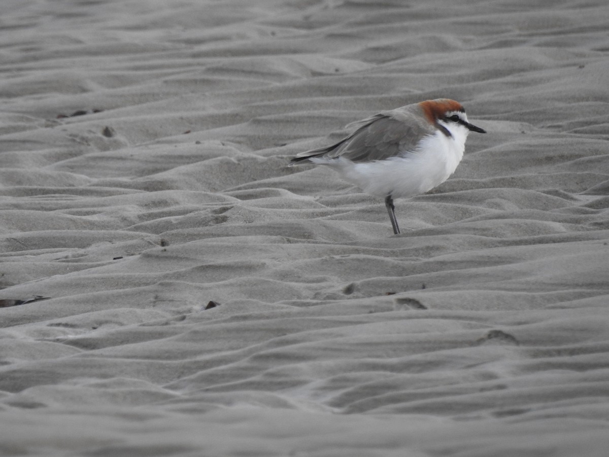 Red-capped Plover - ML613448265