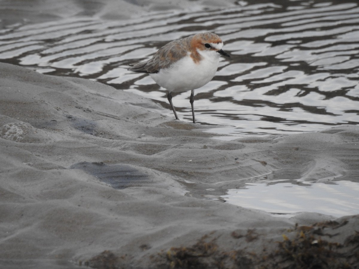 Red-capped Plover - ML613448274