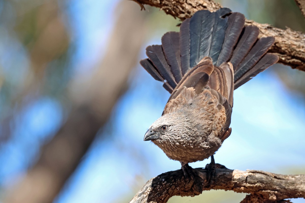 Apostlebird - ML613448439