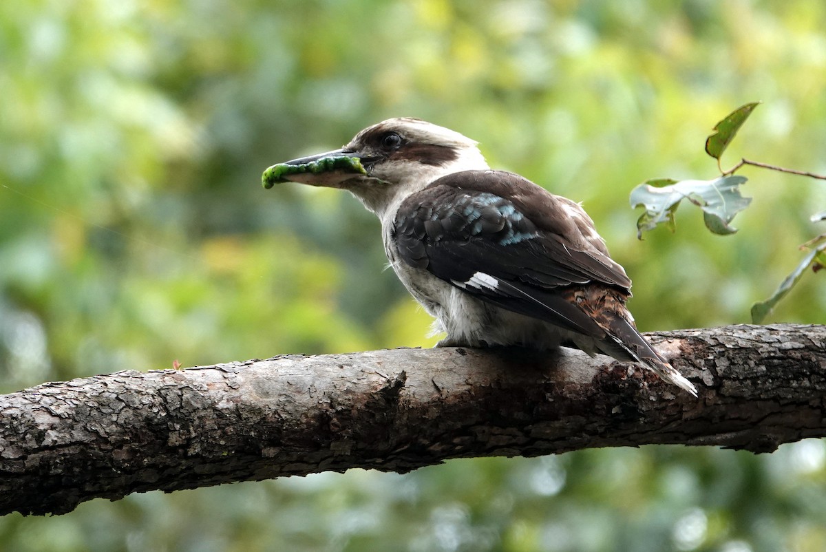 Laughing Kookaburra - ML613448440