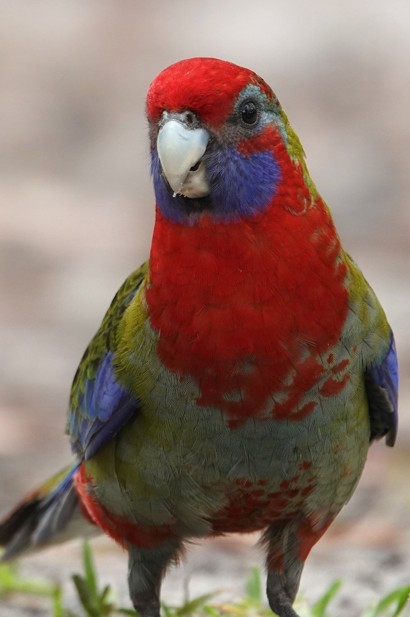 Crimson Rosella - ML613448464