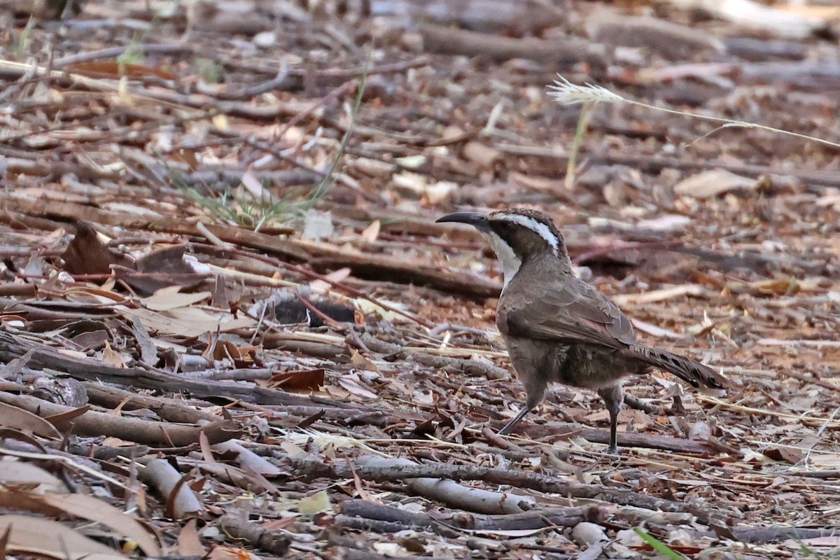 White-browed Babbler - ML613448471