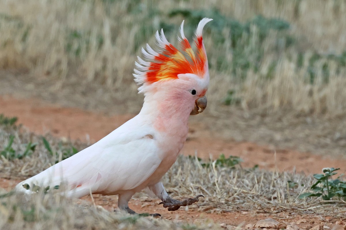 Cacatú Abanderada - ML613448482