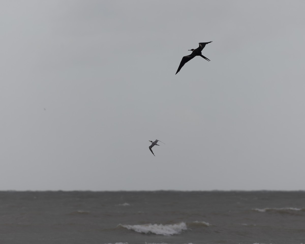 Lesser Frigatebird - ML613448556