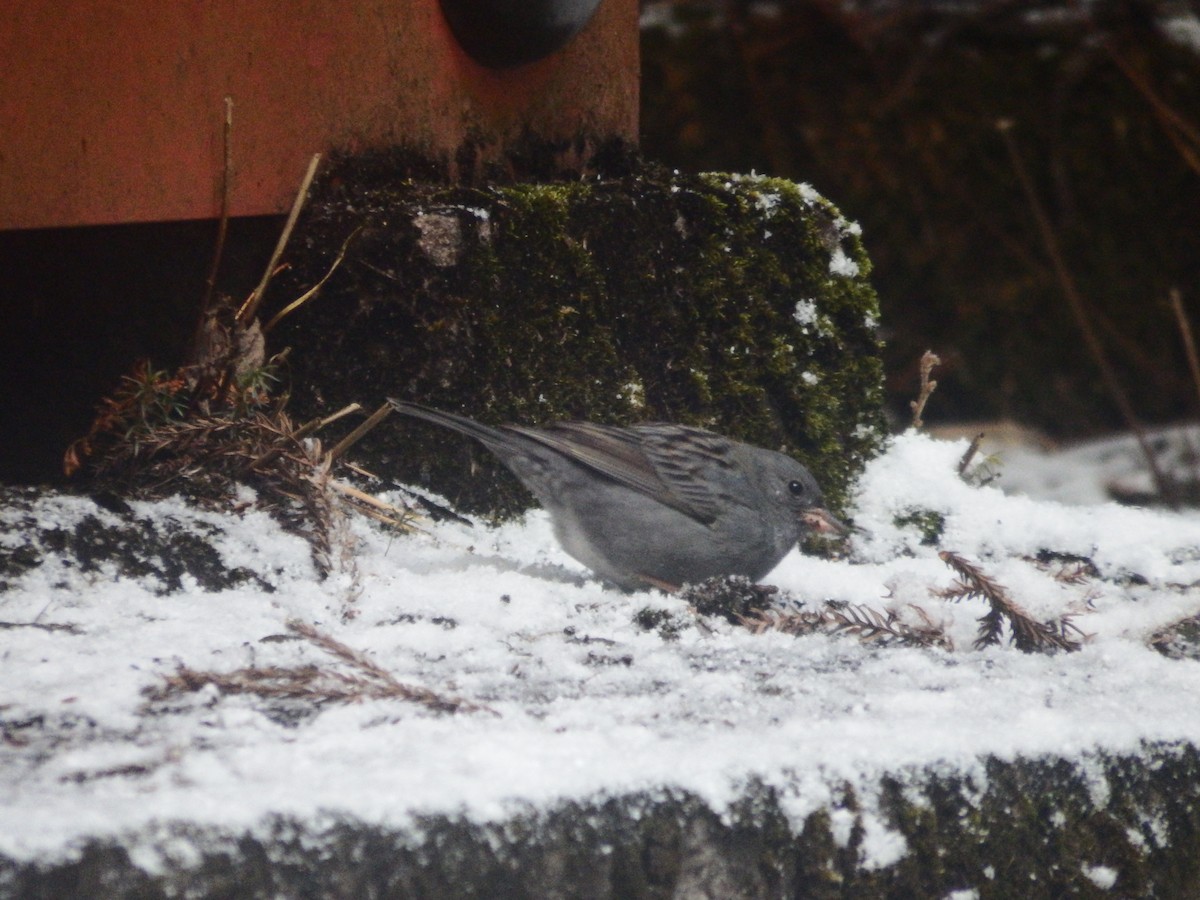 Gray Bunting - ML613448564