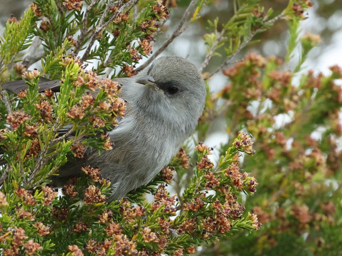 Reunion Cuckooshrike - ML613448648