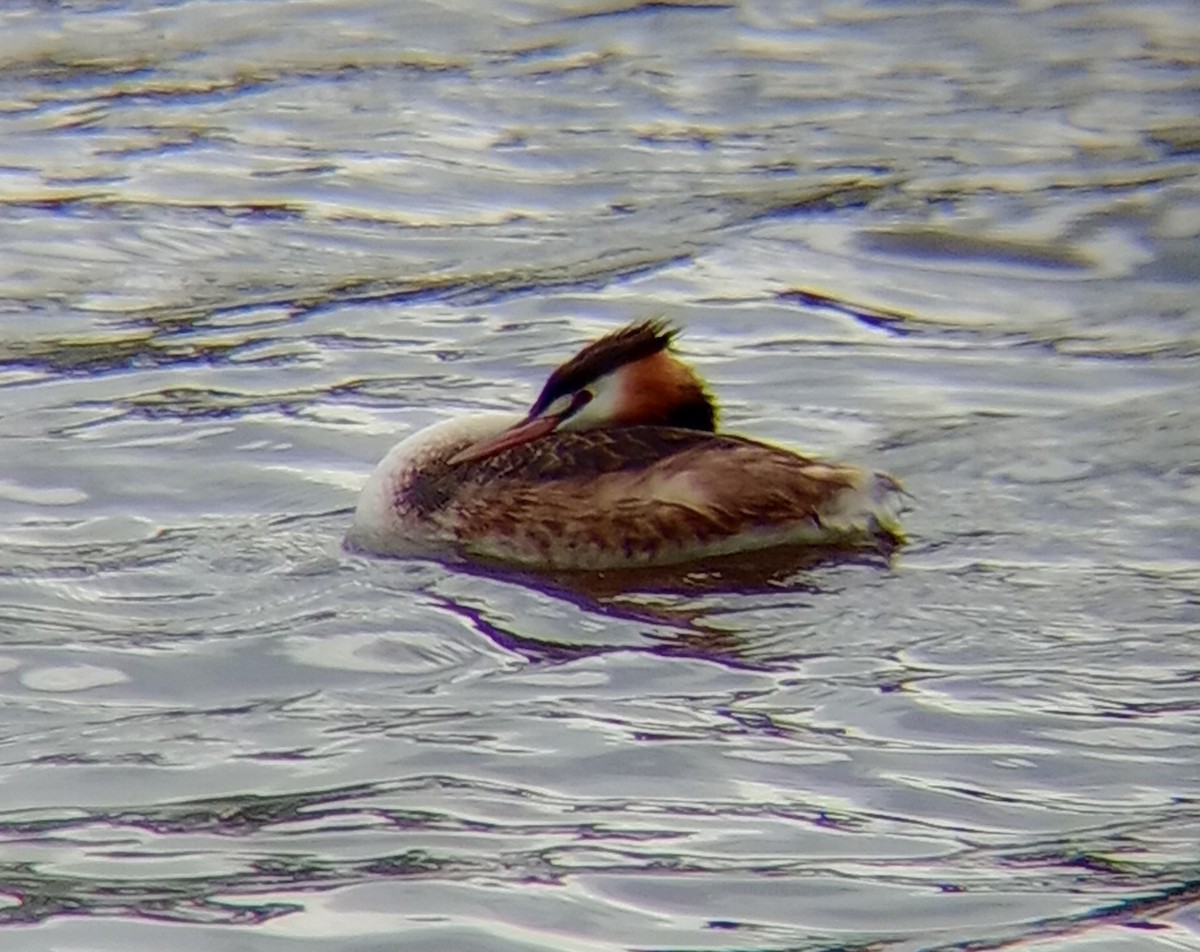 Great Crested Grebe - ML613448649