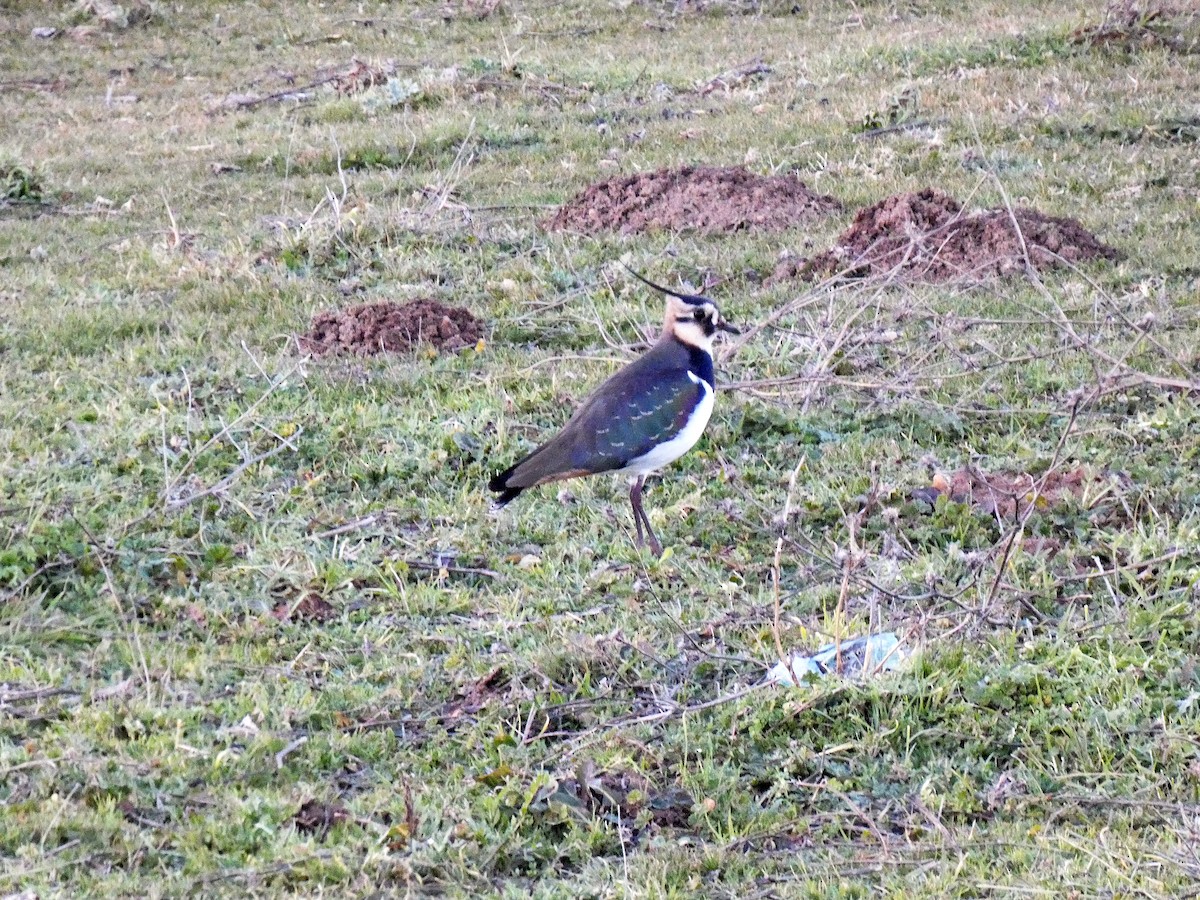 Northern Lapwing - ML613448697