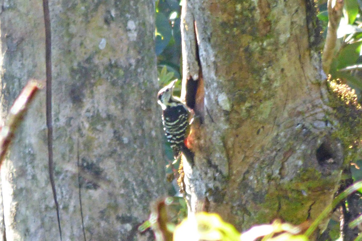 Stripe-breasted Woodpecker - ML613448713