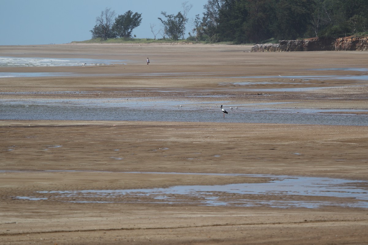 Black-necked Stork - ML613448758