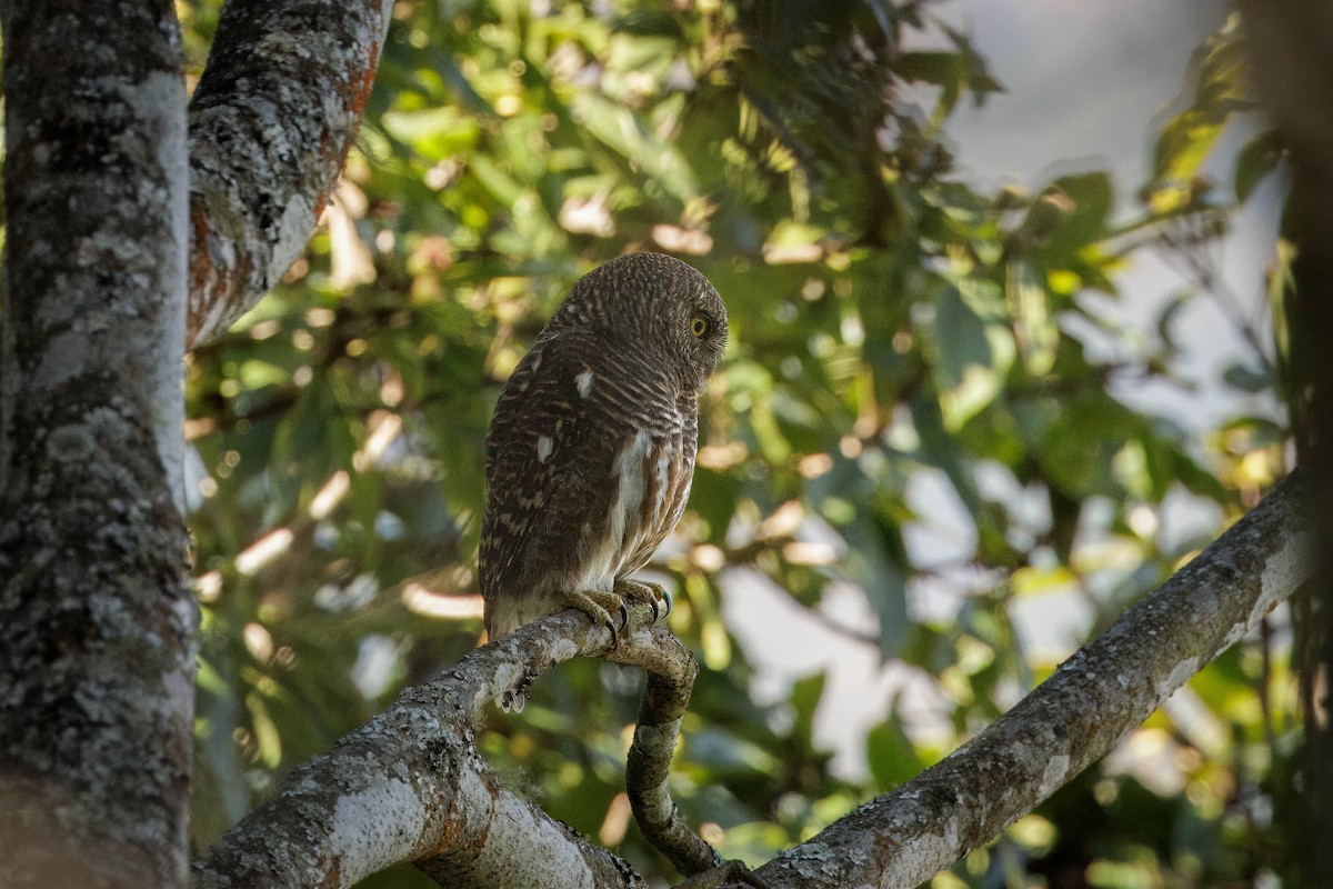 Asian Barred Owlet - ML613448796